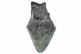 Partial Megalodon Tooth - South Carolina #274608-1